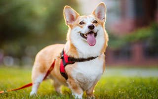 z6com����������ҽԺ���ˣ�Ϊ����������ṩ���ʳ������ƻ�